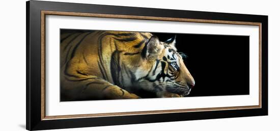 Bengal Tiger (Panthera Tigris Tigris), India-null-Framed Photographic Print