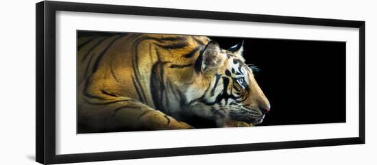 Bengal Tiger (Panthera Tigris Tigris), India-null-Framed Photographic Print