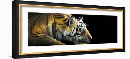 Bengal Tiger (Panthera Tigris Tigris), India-null-Framed Photographic Print