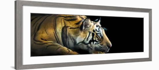 Bengal Tiger (Panthera Tigris Tigris), India-null-Framed Photographic Print