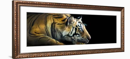 Bengal Tiger (Panthera Tigris Tigris), India-null-Framed Photographic Print