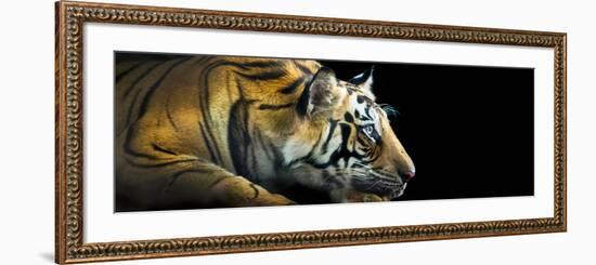 Bengal Tiger (Panthera Tigris Tigris), India-null-Framed Photographic Print