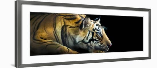 Bengal Tiger (Panthera Tigris Tigris), India-null-Framed Photographic Print