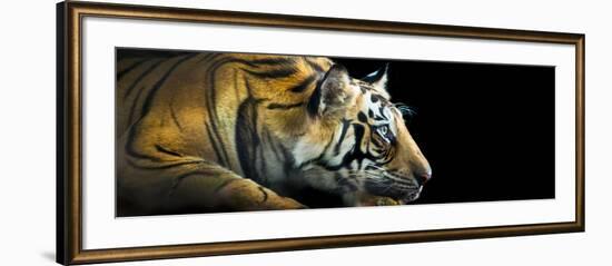 Bengal Tiger (Panthera Tigris Tigris), India-null-Framed Photographic Print