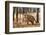 Bengal tiger (Panthera tigris tigris), India-Panoramic Images-Framed Photographic Print