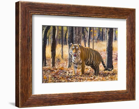 Bengal tiger (Panthera tigris tigris), India-Panoramic Images-Framed Photographic Print