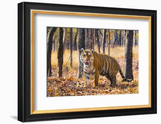 Bengal tiger (Panthera tigris tigris), India-Panoramic Images-Framed Photographic Print