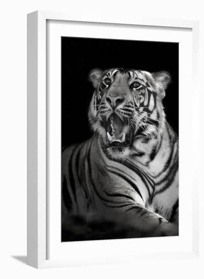 Bengal Tiger (Panthera Tigris Tigris), Kanha National Park, Madhya Pradesh, India-null-Framed Photographic Print