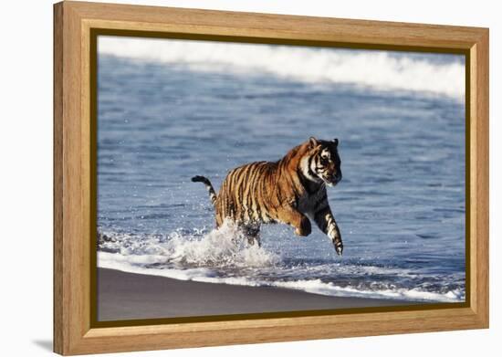 Bengal Tiger, Panthera Tigris-Stuart Westmorland-Framed Premier Image Canvas