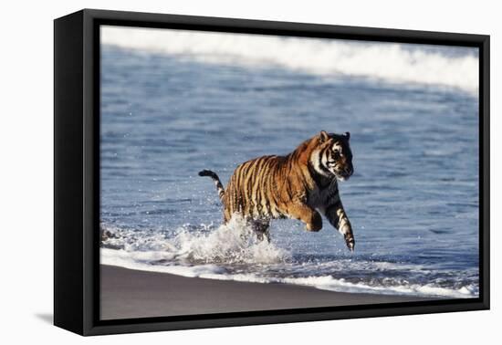 Bengal Tiger, Panthera Tigris-Stuart Westmorland-Framed Premier Image Canvas