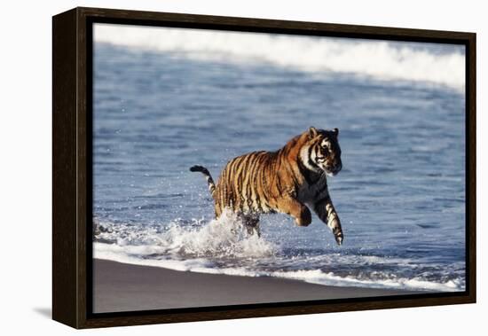 Bengal Tiger, Panthera Tigris-Stuart Westmorland-Framed Premier Image Canvas