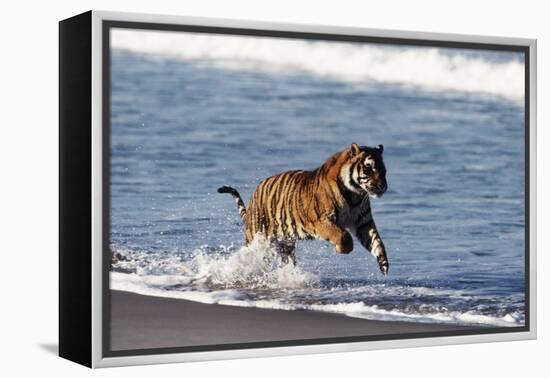 Bengal Tiger, Panthera Tigris-Stuart Westmorland-Framed Premier Image Canvas
