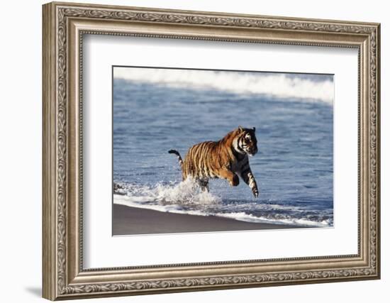 Bengal Tiger, Panthera Tigris-Stuart Westmorland-Framed Photographic Print