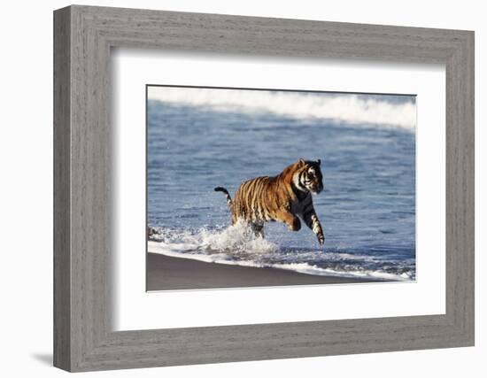 Bengal Tiger, Panthera Tigris-Stuart Westmorland-Framed Photographic Print