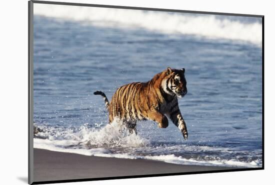 Bengal Tiger, Panthera Tigris-Stuart Westmorland-Mounted Photographic Print