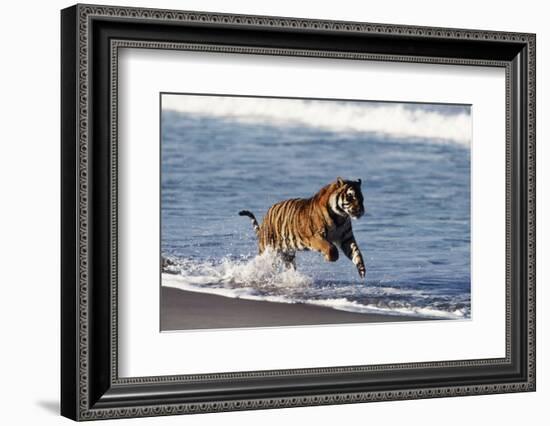 Bengal Tiger, Panthera Tigris-Stuart Westmorland-Framed Photographic Print