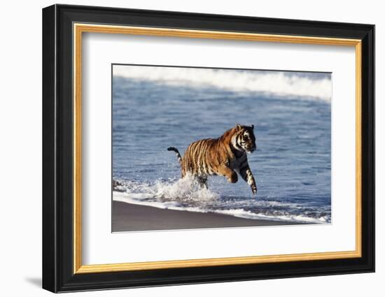 Bengal Tiger, Panthera Tigris-Stuart Westmorland-Framed Photographic Print