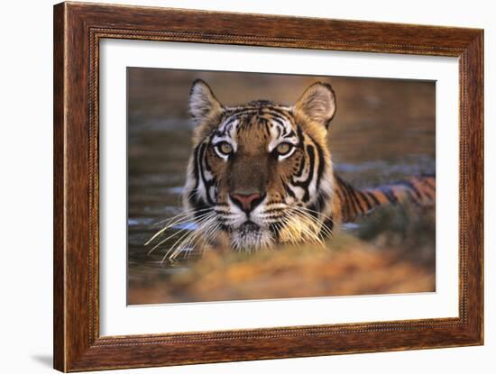 Bengal Tiger (Panthera Tigris)-Louise Murray-Framed Photographic Print