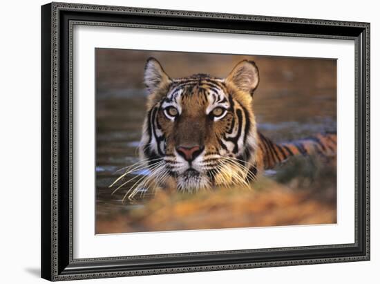 Bengal Tiger (Panthera Tigris)-Louise Murray-Framed Photographic Print