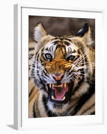 Bengal Tiger (Panthera Tigris)-Louise Murray-Framed Photographic Print