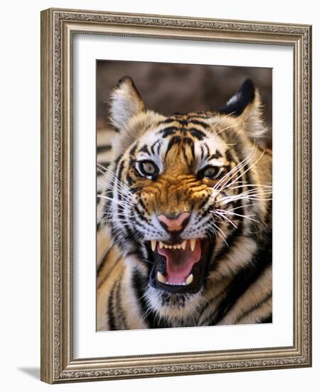 Bengal Tiger (Panthera Tigris)-Louise Murray-Framed Photographic Print