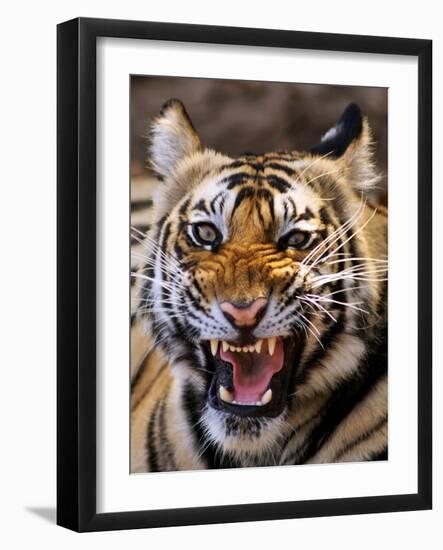 Bengal Tiger (Panthera Tigris)-Louise Murray-Framed Photographic Print