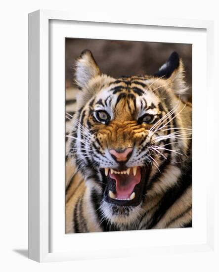 Bengal Tiger (Panthera Tigris)-Louise Murray-Framed Photographic Print