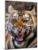 Bengal Tiger (Panthera Tigris)-Louise Murray-Mounted Photographic Print