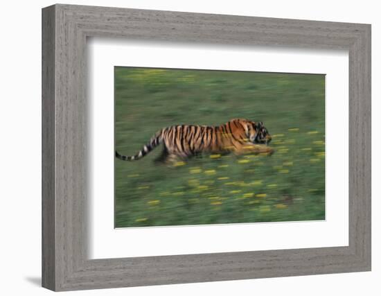 Bengal Tiger Racing through Grass-DLILLC-Framed Photographic Print