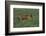 Bengal Tiger Racing through Grass-DLILLC-Framed Photographic Print