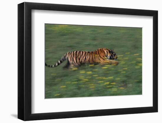 Bengal Tiger Racing through Grass-DLILLC-Framed Photographic Print