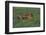 Bengal Tiger Racing through Grass-DLILLC-Framed Photographic Print