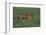 Bengal Tiger Racing through Grass-DLILLC-Framed Photographic Print