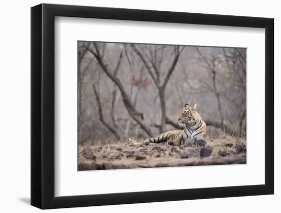 Bengal Tiger, Ranthambhore National Park, Rajasthan, India, Asia-Janette Hill-Framed Photographic Print