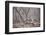 Bengal Tiger, Ranthambhore National Park, Rajasthan, India, Asia-Janette Hill-Framed Photographic Print