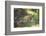 Bengal Tiger, Ranthambhore National Park, Rajasthan, India, Asia-Janette Hill-Framed Photographic Print