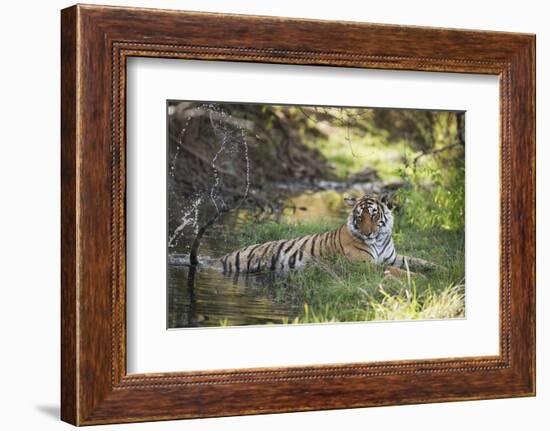 Bengal Tiger, Ranthambhore National Park, Rajasthan, India, Asia-Janette Hill-Framed Photographic Print