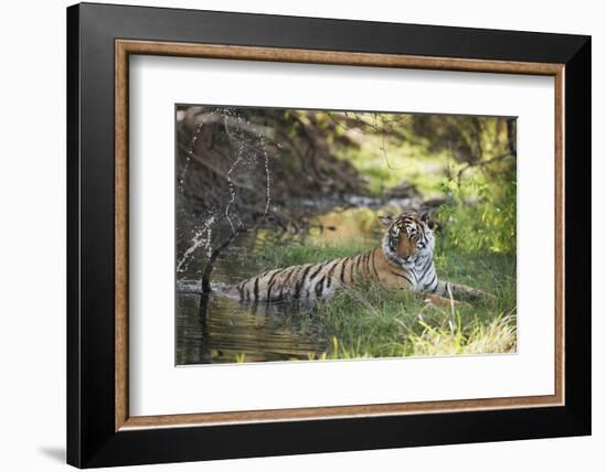 Bengal Tiger, Ranthambhore National Park, Rajasthan, India, Asia-Janette Hill-Framed Photographic Print