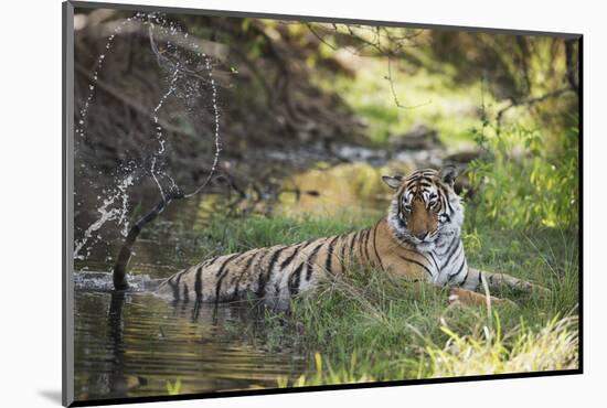 Bengal Tiger, Ranthambhore National Park, Rajasthan, India, Asia-Janette Hill-Mounted Photographic Print