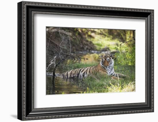 Bengal Tiger, Ranthambhore National Park, Rajasthan, India, Asia-Janette Hill-Framed Photographic Print