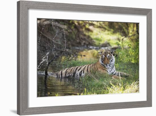 Bengal Tiger, Ranthambhore National Park, Rajasthan, India, Asia-Janette Hill-Framed Photographic Print