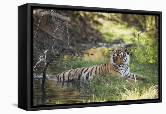 Bengal Tiger, Ranthambhore National Park, Rajasthan, India, Asia-Janette Hill-Framed Premier Image Canvas