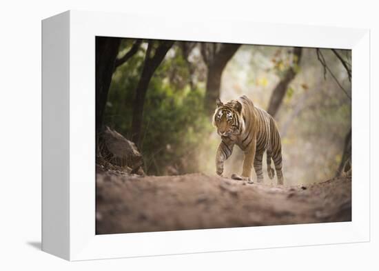 Bengal Tiger, Ranthambhore National Park, Rajasthan, India, Asia-Janette Hill-Framed Premier Image Canvas