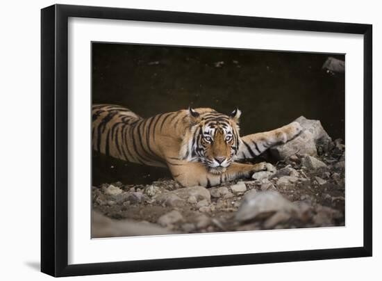 Bengal Tiger, Ranthambhore National Park, Rajasthan, India, Asia-Janette Hill-Framed Photographic Print