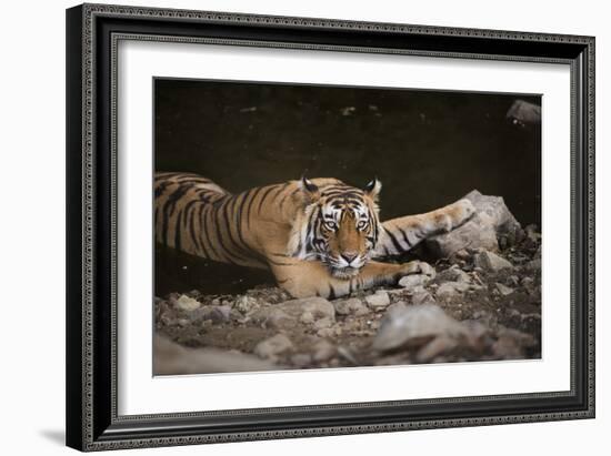 Bengal Tiger, Ranthambhore National Park, Rajasthan, India, Asia-Janette Hill-Framed Photographic Print