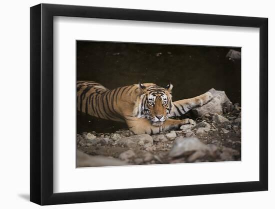 Bengal Tiger, Ranthambhore National Park, Rajasthan, India, Asia-Janette Hill-Framed Photographic Print