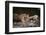 Bengal Tiger, Ranthambhore National Park, Rajasthan, India, Asia-Janette Hill-Framed Photographic Print