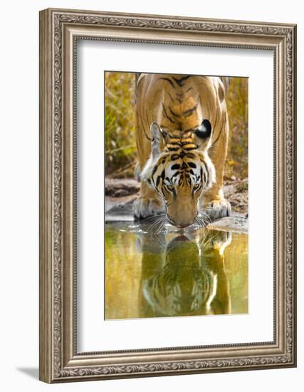 Bengal tiger reflecting in water, India-Panoramic Images-Framed Photographic Print