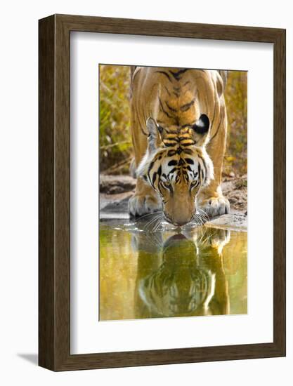 Bengal tiger reflecting in water, India-Panoramic Images-Framed Photographic Print