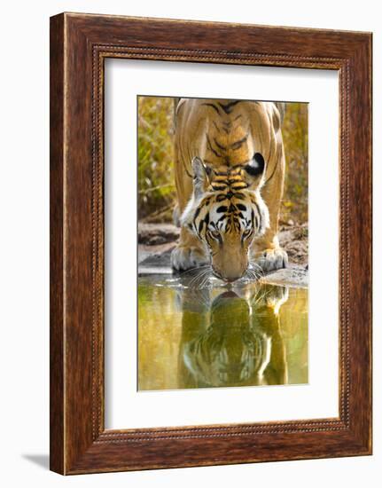 Bengal tiger reflecting in water, India-Panoramic Images-Framed Photographic Print